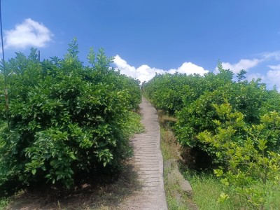 明新柚子种植基地
