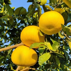 梁平柚    6个/箱，柚子净重15斤左右 包邮