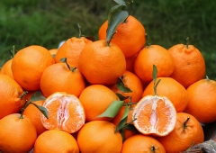 新益村特产耙耙柑10斤