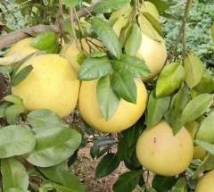 梁山柚 批发 200个起 仅支持自提